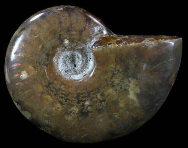 Flashy Red Iridescent Ammonite - Wide #52347